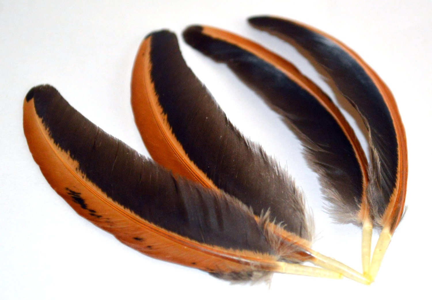 Feathers Half Black and Tan 13