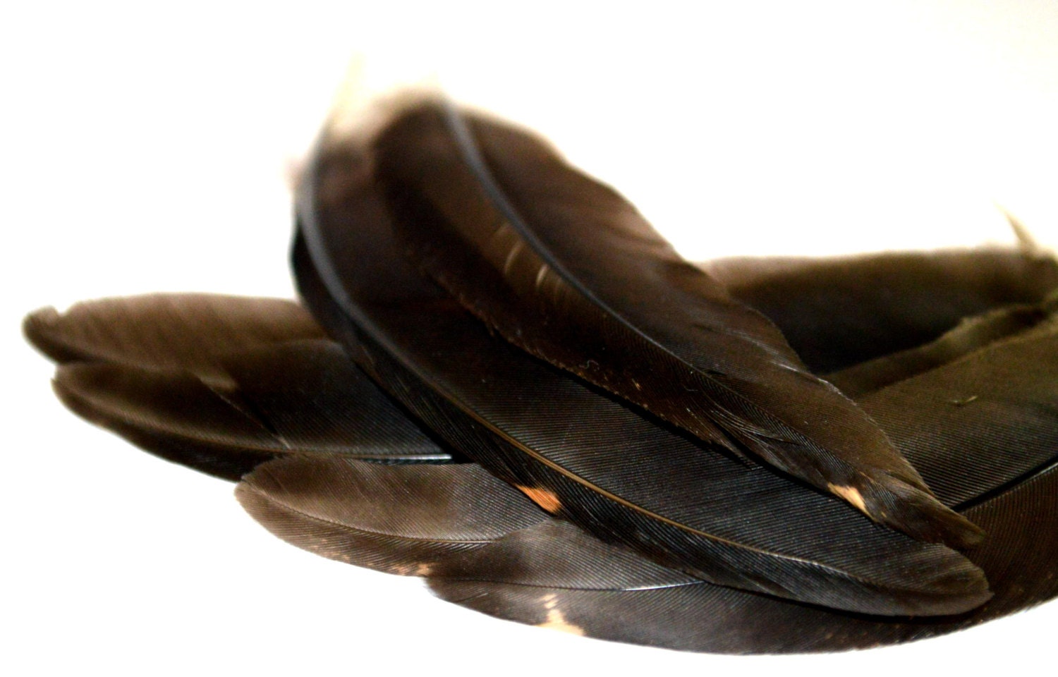 Feathers Long Thin Black with gold speck 6