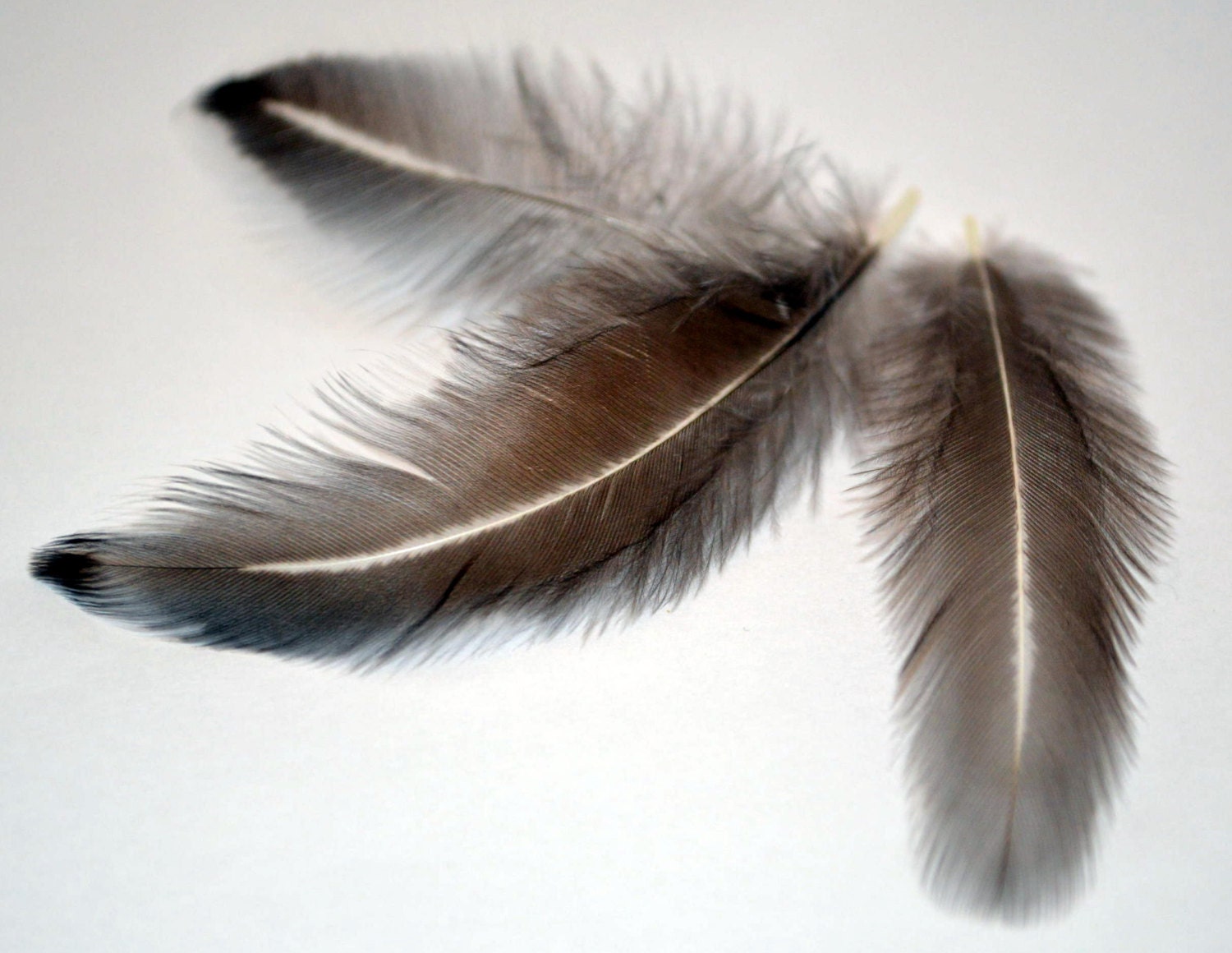 Feathers Black with White Center and Edges