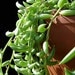 Succulent Plant -String of Bananas