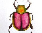 Beetle Insect Original Watercolor Painting Ink Animal Drawing Decor Insect Pink Contemporary Art Insect Painting Original Art Still Life