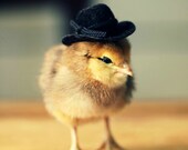 Greeting Card Chick in Cowboy Hat Folded Photo Note Card With Envelope (1)