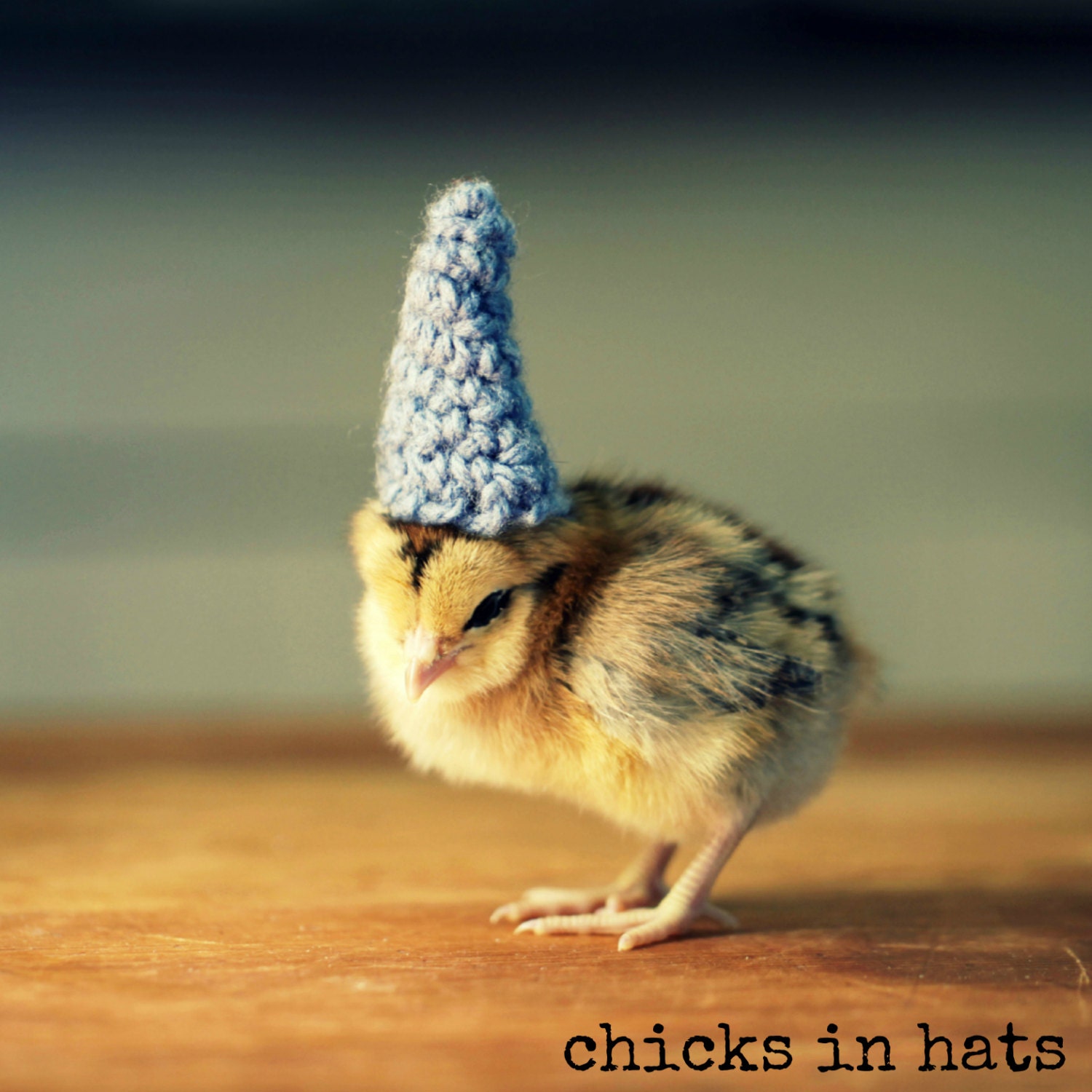 Greeting Card Set Chick in Pointy Blue Hat Folded Photo Note Cards With Envelopes (4)