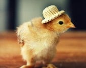 Greeting Card Set Chicks in Straw Hats Folded Photo Note Cards With Envelopes (4) SALE