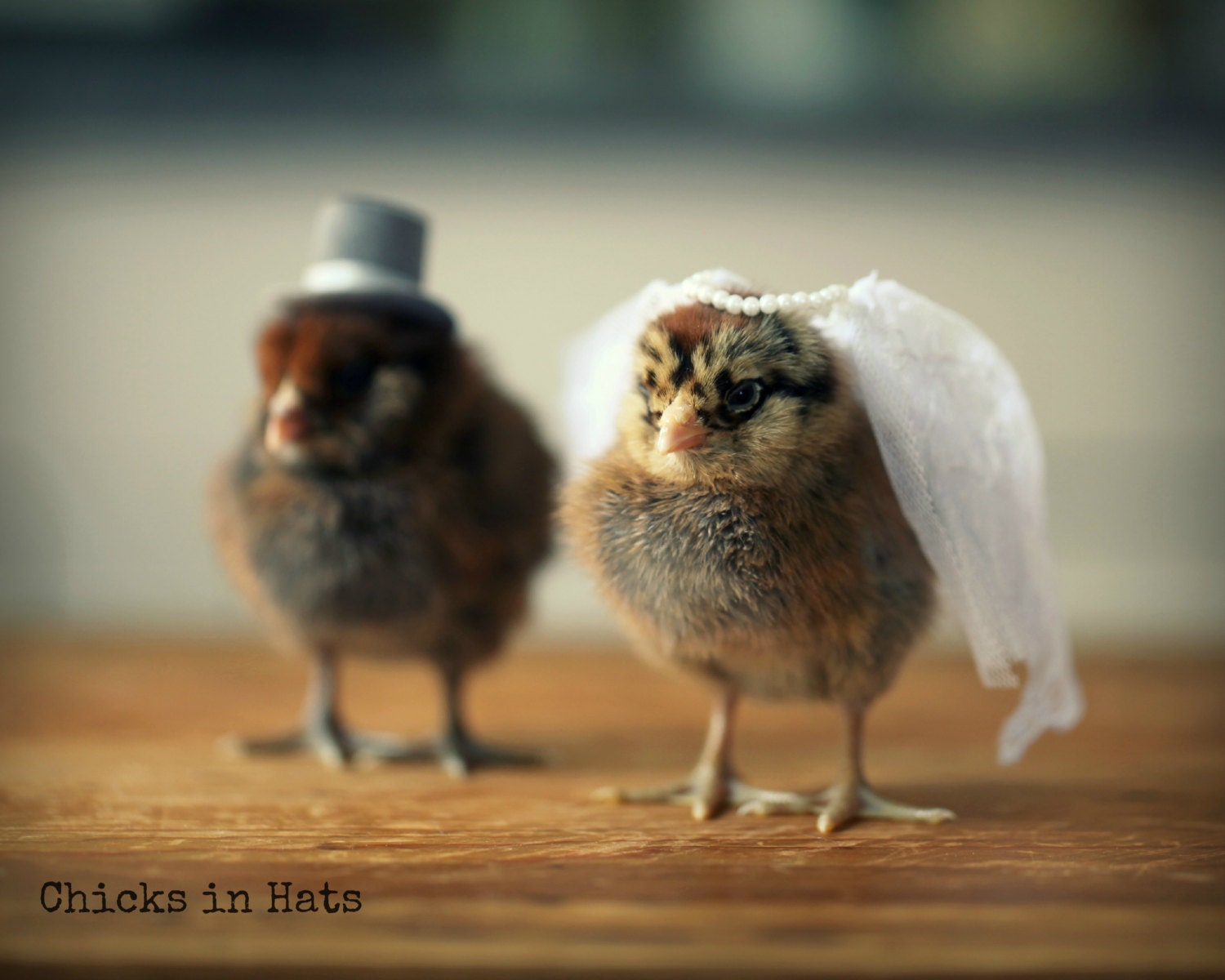 Photo Print 8x10 Two Chicks Bridal Veil Wedding Hat Photograph