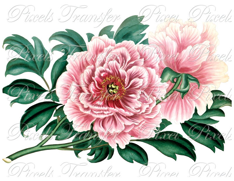 PEONY Digital Image vintage flower wedding clipart pink 246