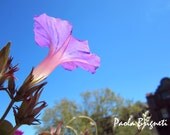 Purple Flower Glowing the Sunshine Against Blue Sky, Nature Photography, Floral, Spring, Wall Art, 8x10