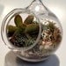 Miniature Hand Blown Glass Succulent Hanging Terarium