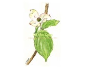 Watercolor Botanical Drawing Dogwood Bloom on Branch with Leaves, Pen and Ink with Watercolor, ivory, lime green, spring green, rose