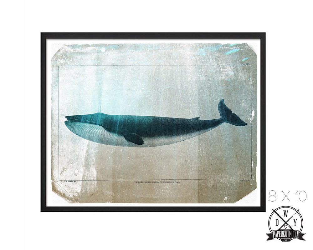 The Sulpherbottom Whale, 8x10 Print, Art Print and Home Decor, Buy 2 Get 1 Free