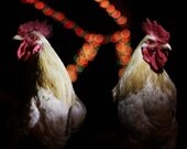 King of the Coop 11x14 print