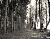 Forest Path - 5x7 Photography Print