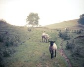 Greeting- Fine Art Photography- Archival paper 8x12