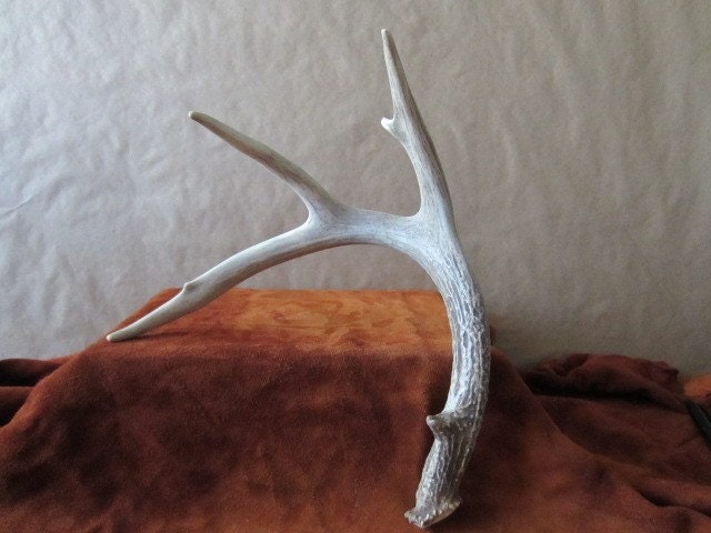 Natural Shed Shed Deer Antlers Taxidermy Antlers Antler Sheds Vintage Antlers Folk Art Home Decor Wall Antlers