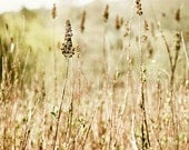 New Shoots Nature Photography Whimsical Sepia Dreamy Whimsical Plant Field Green - RosalindBayP