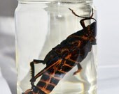 Giant Grasshopper Locust Specimen Jar  .no label.