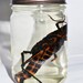 Giant Grasshopper Locust Specimen Jar  .no label.