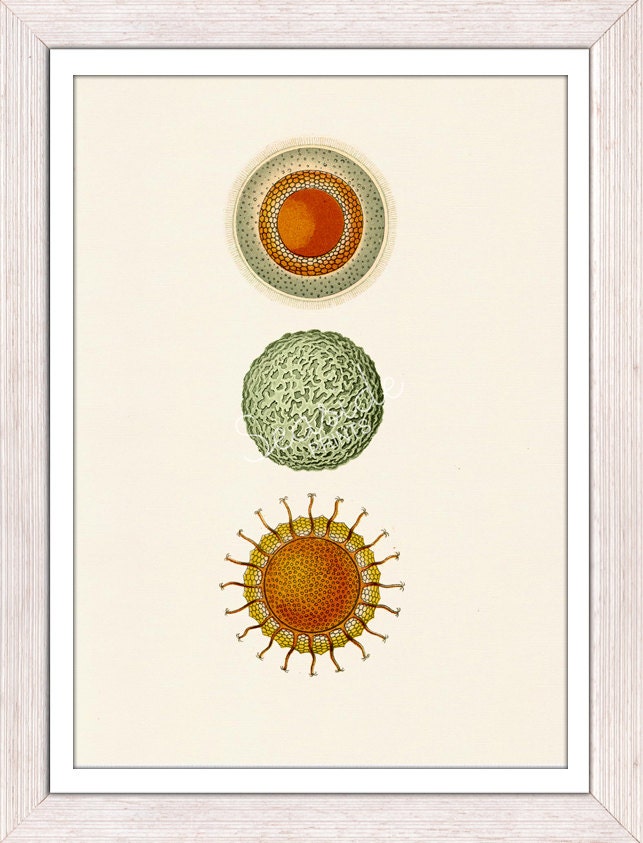 Antique sealife Illustration - Natural mandala out of corals, sea urchins, shells, jellyfishes n04 - Home Wall Decor