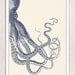 Vintage octopus n 20 - sea life print- Navy blue big octopus- vintage natural history