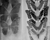 Butterfly Photograph Black and White Monochrome Photo Entomology Fine Art Photography Print Ebony Grey