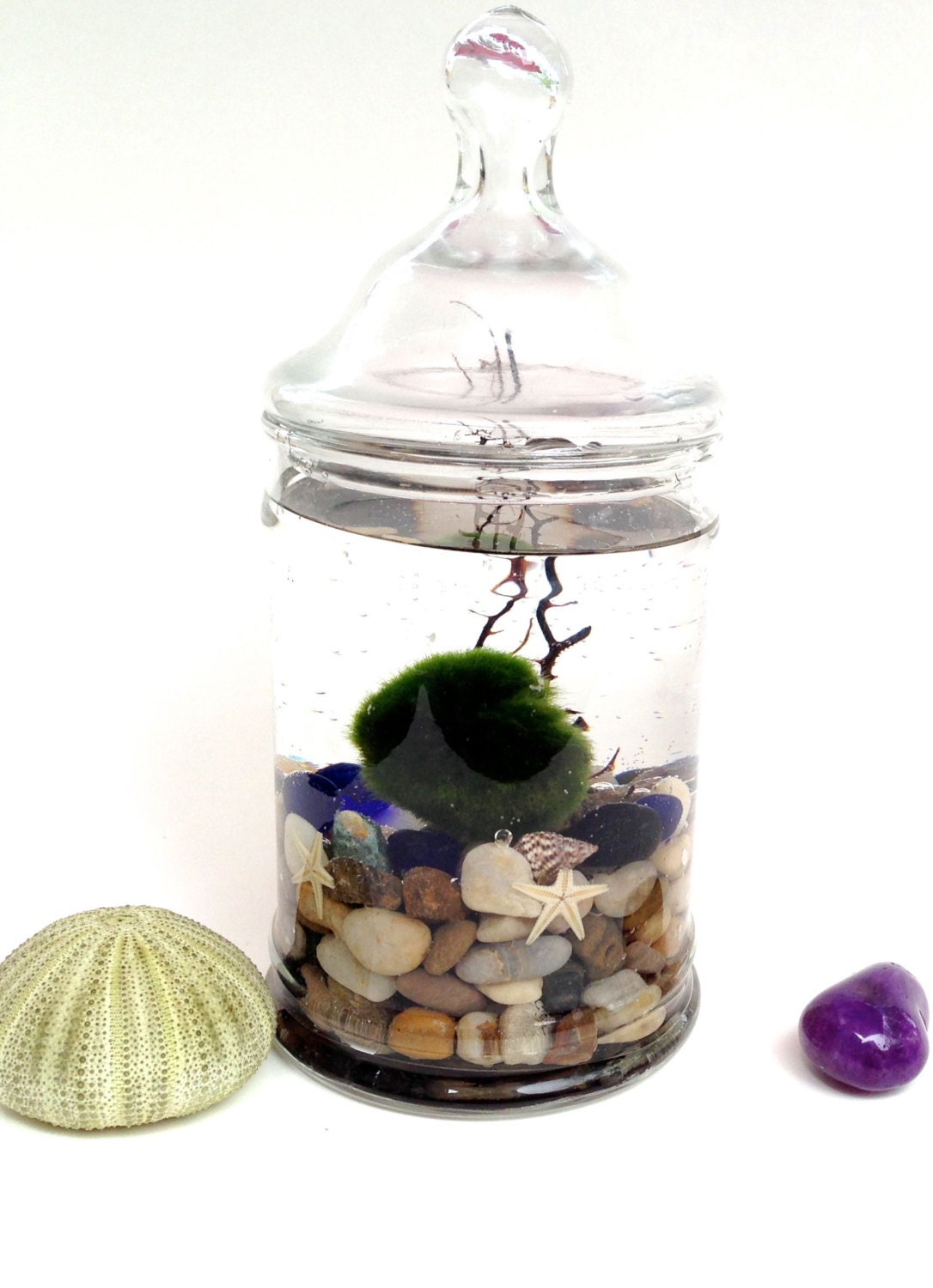 Marimo Zen Terrarium, live marimo moss ball in apothecary jar terrarium