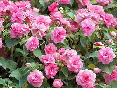 Impatiens Camellia Mix, 50 Flower Seeds, Attract Butterfies