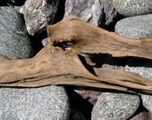 Large Natural Driftwood Dragon - Sculpture Piece - Carving - Home Decor  - Art Project