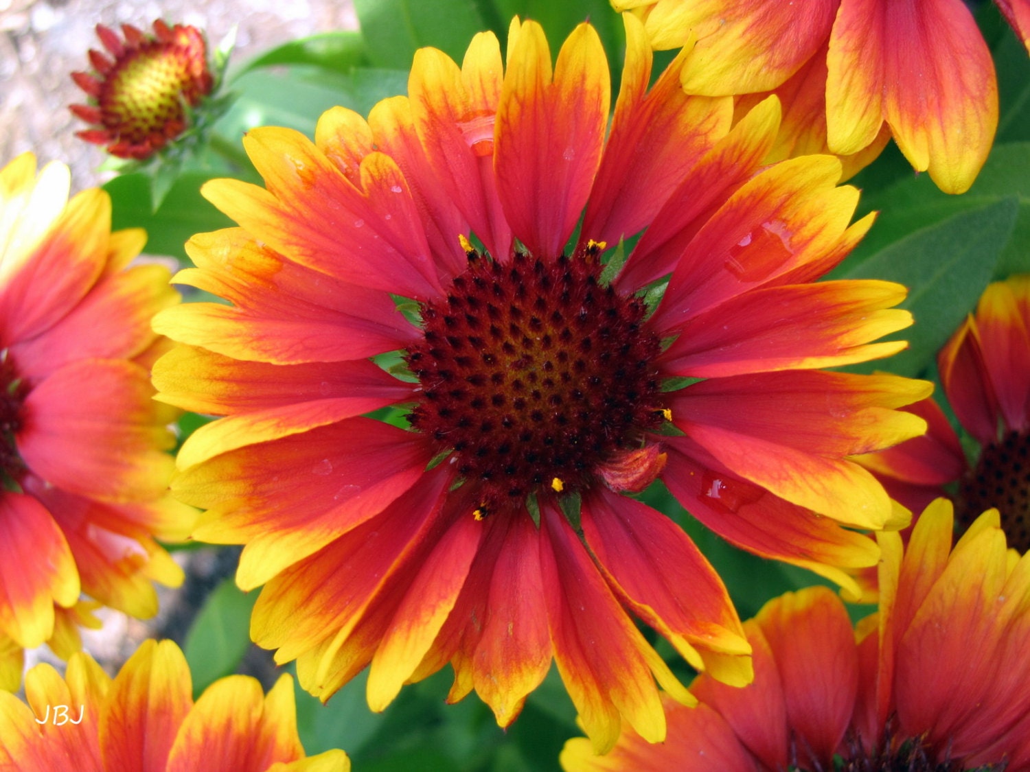 Nature Photography, Yellow and Red Blanket Flower  bloom, 8 x 10 Art print, Wall Decor, Home Decor