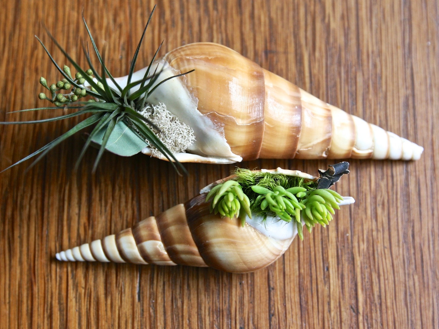 SPRING SALE Mini "hermit" air plant in a shell by Flower Power Nation