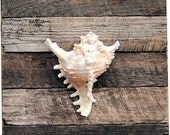 Beach Decor on Driftwood Panel for Coastal Decor. White Murex