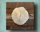 Beach Decor Coral on Driftwood,  Coastal Decor. Mushroom Coral