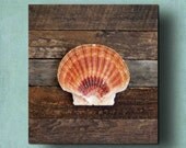 Beach Decor Seashell on driftwood panel, for Coastal Decor. Irish flat