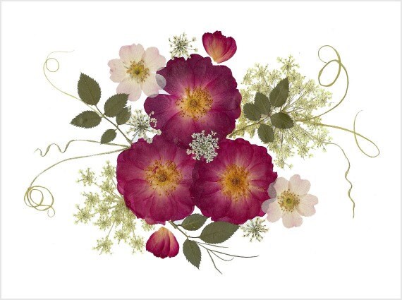 SetOf6PressedFlowerCardsRosesNotecards083 SetOf6PressedFlowerCardsRosesNotecards083