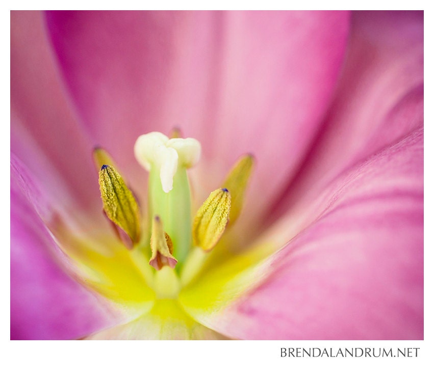 Pink Tulip -- Floral Photography, Fine Art Print, 8x10 Lustre Print, Home Decor, Nursery Decor, Pink and Yellow