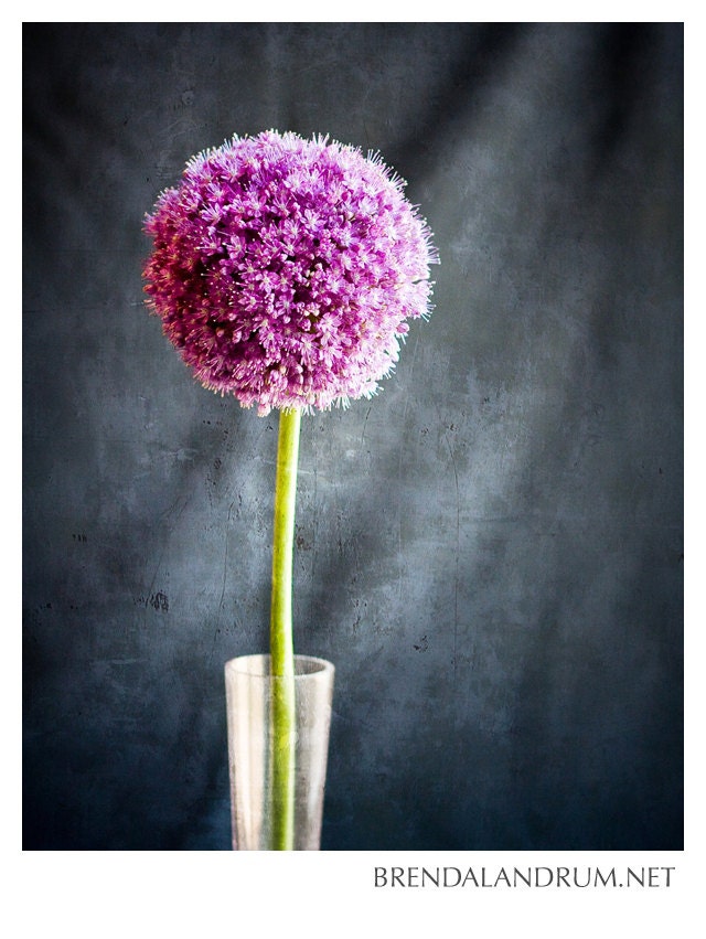 Single Purple Allium Bloom -- Floral Photography, Fine Art Print, 8x10 Lustre Print, Home Decor, Purple, Green, Blue
