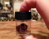 BARGAIN BIN Squirrel Heart in a Jar - Preserved Wet Specimen Taxidermy