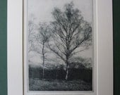 Original 1920s Common Birch Print - Silver - British Nature - Lady - Woods - Naked - Matted - Photograph - Countryside - Tall Tree