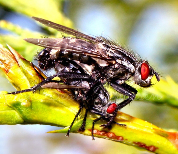 Instant Download Stock Photo - Flies Mating Il_170x135