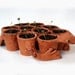 Surinam Toad Seed Starter