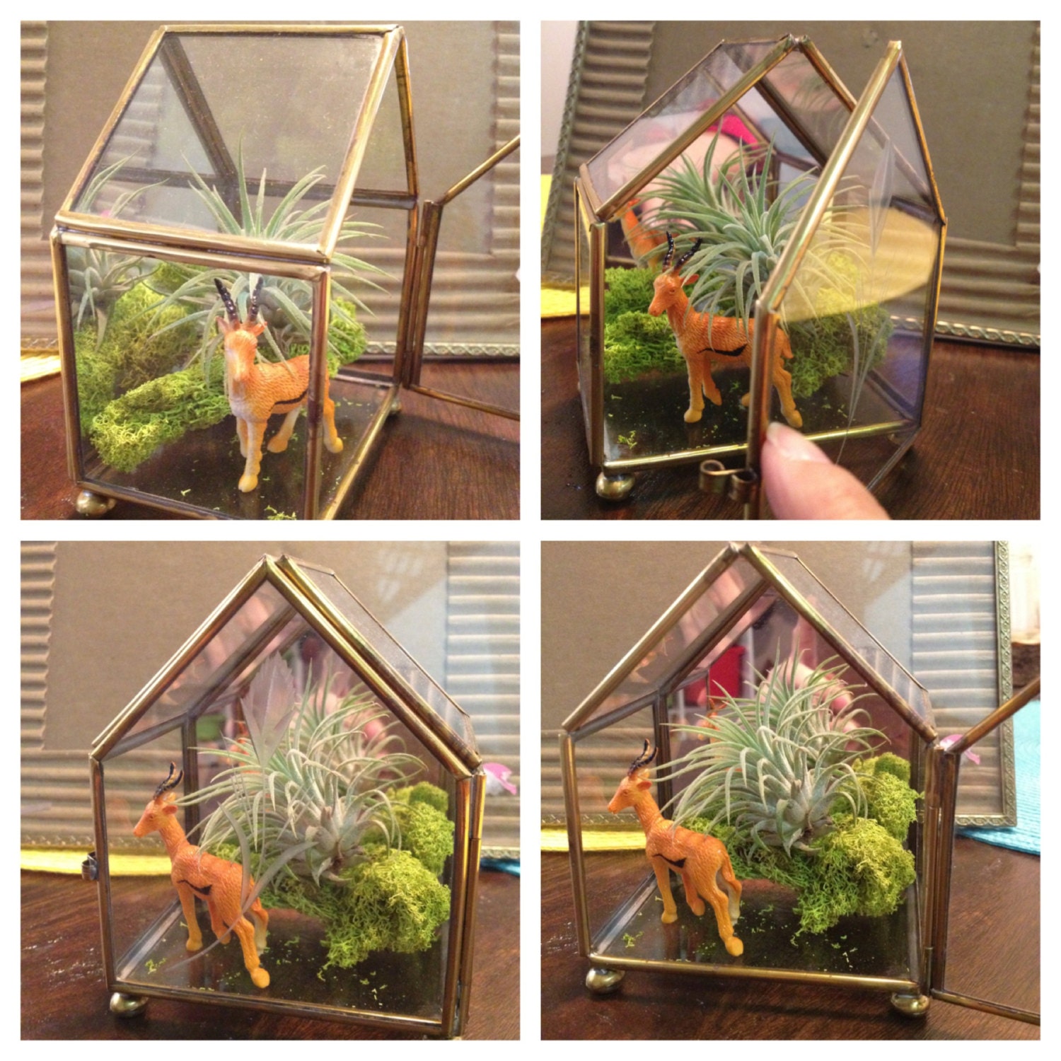 Brass glass Trinket Boxes,terrarium,Moss, green house-Brooklyn piggy (small)