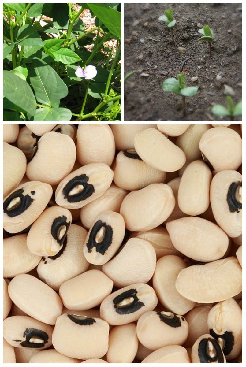 Organic Black Eyed Peas, Black Eyed Pea Plants, Cowpea, Summer Garden, Spring Garden Plants and Edibles