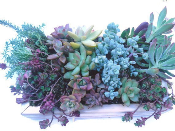 11 X 7 Succulent Living Wall Art, Vertical Succulent Garden, Succulent Wall Art, Succulent Centerpiece, Vertical Succulent Garden