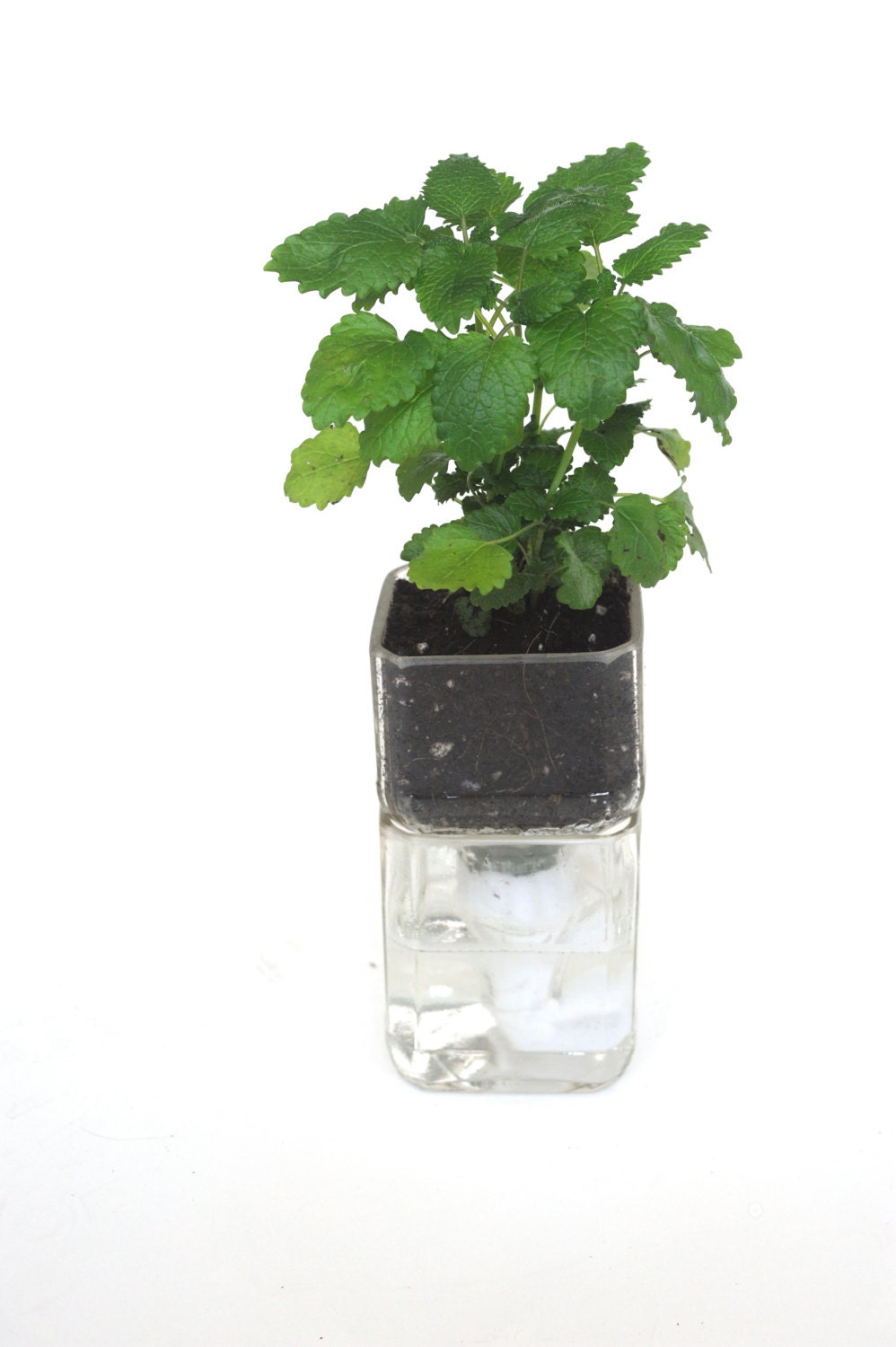 A Jack Daniels Bottle upcycled into Herb Planter that self waters
