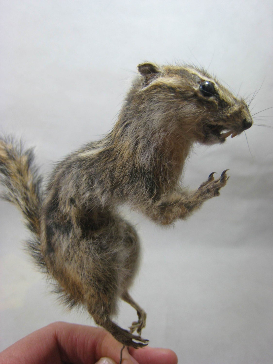 Taxidermy cute small farm animal chipmunk for sale by 8Fancystuff