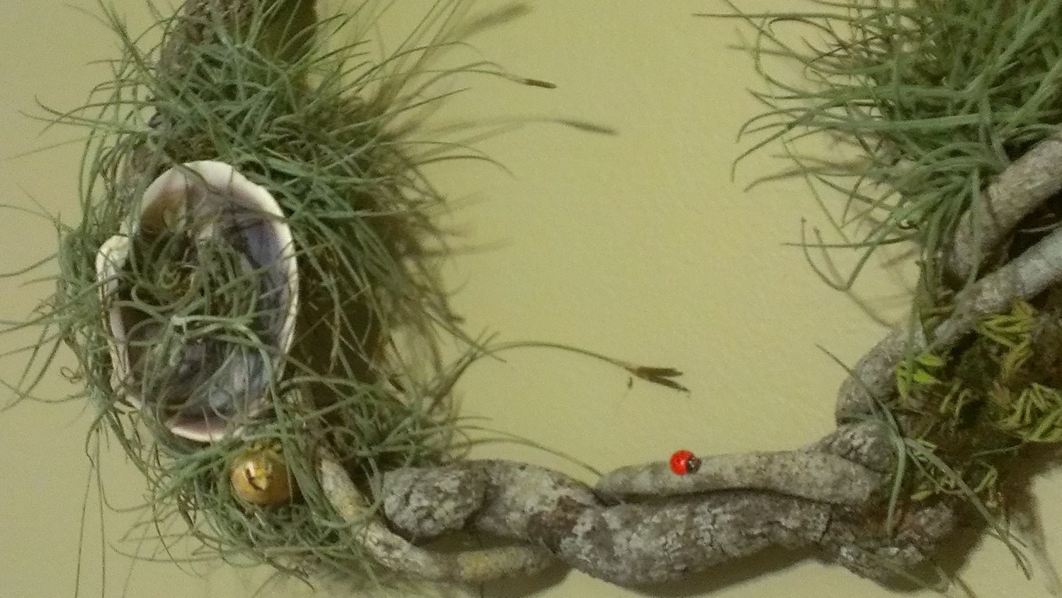 Air Ferns Plants Growing on a Tree Vine Fung Shui
