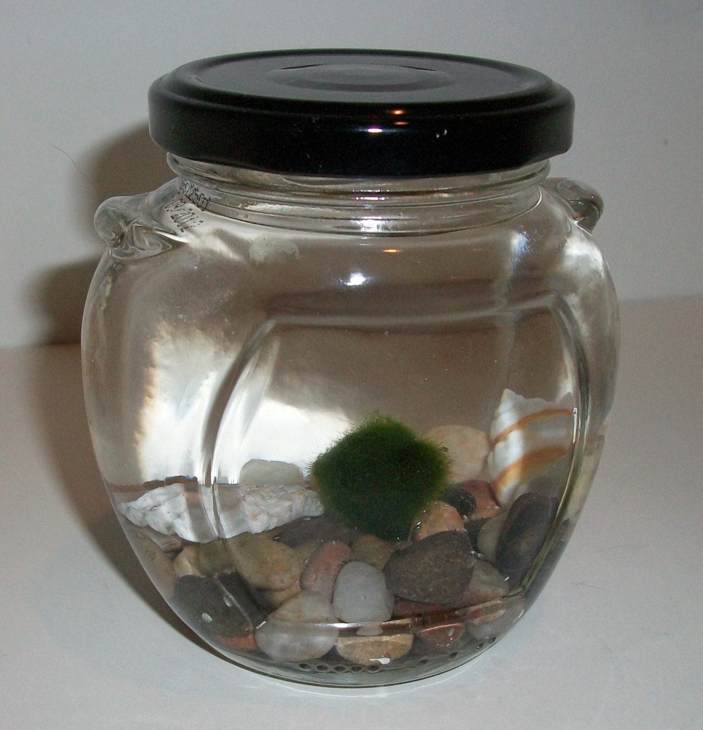 Marimo Moss Ball Terrarium Glass jar river by MOSSBALLSRUS