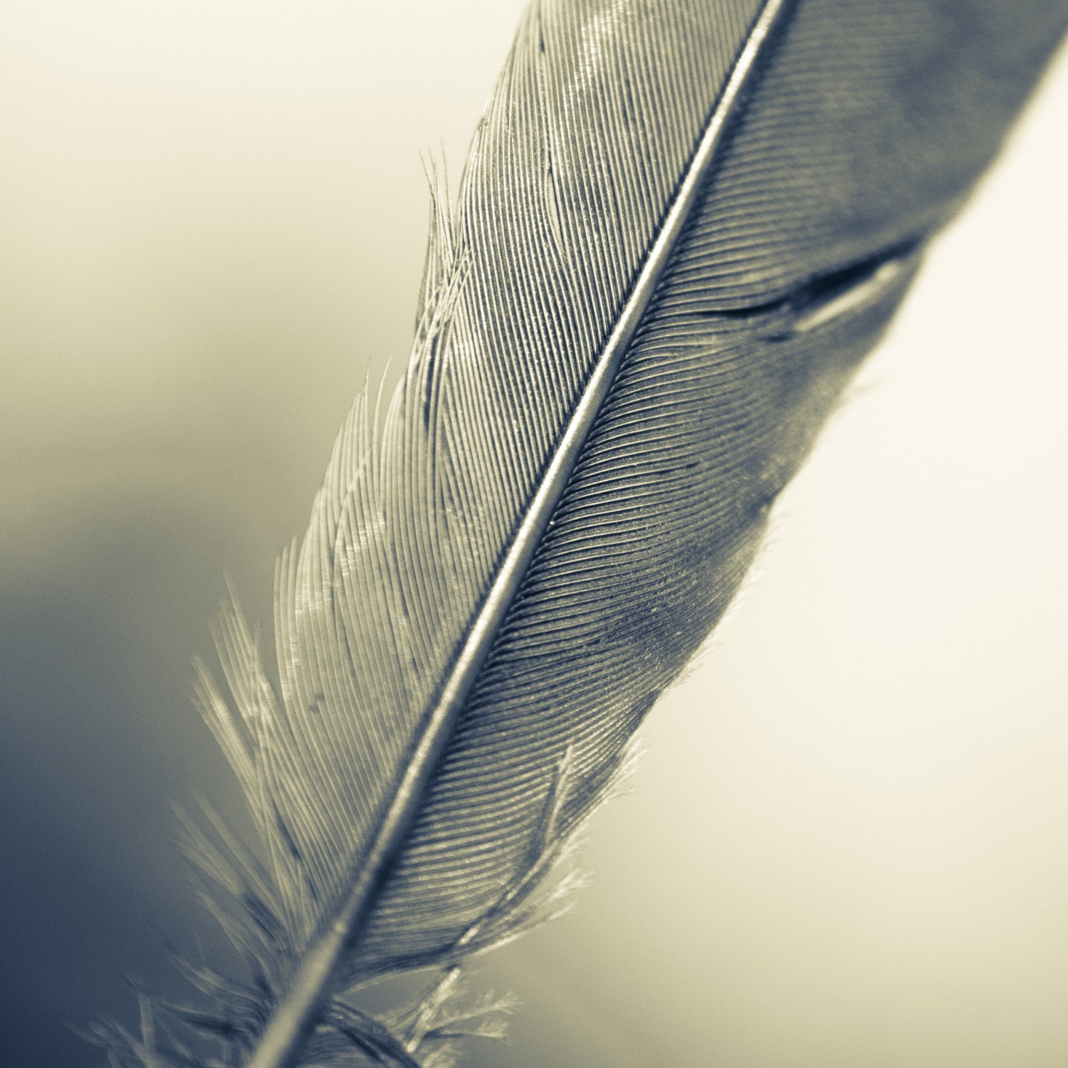 Feather Macro. Nature Photography. 10x10 Print by OneFrameStories.
