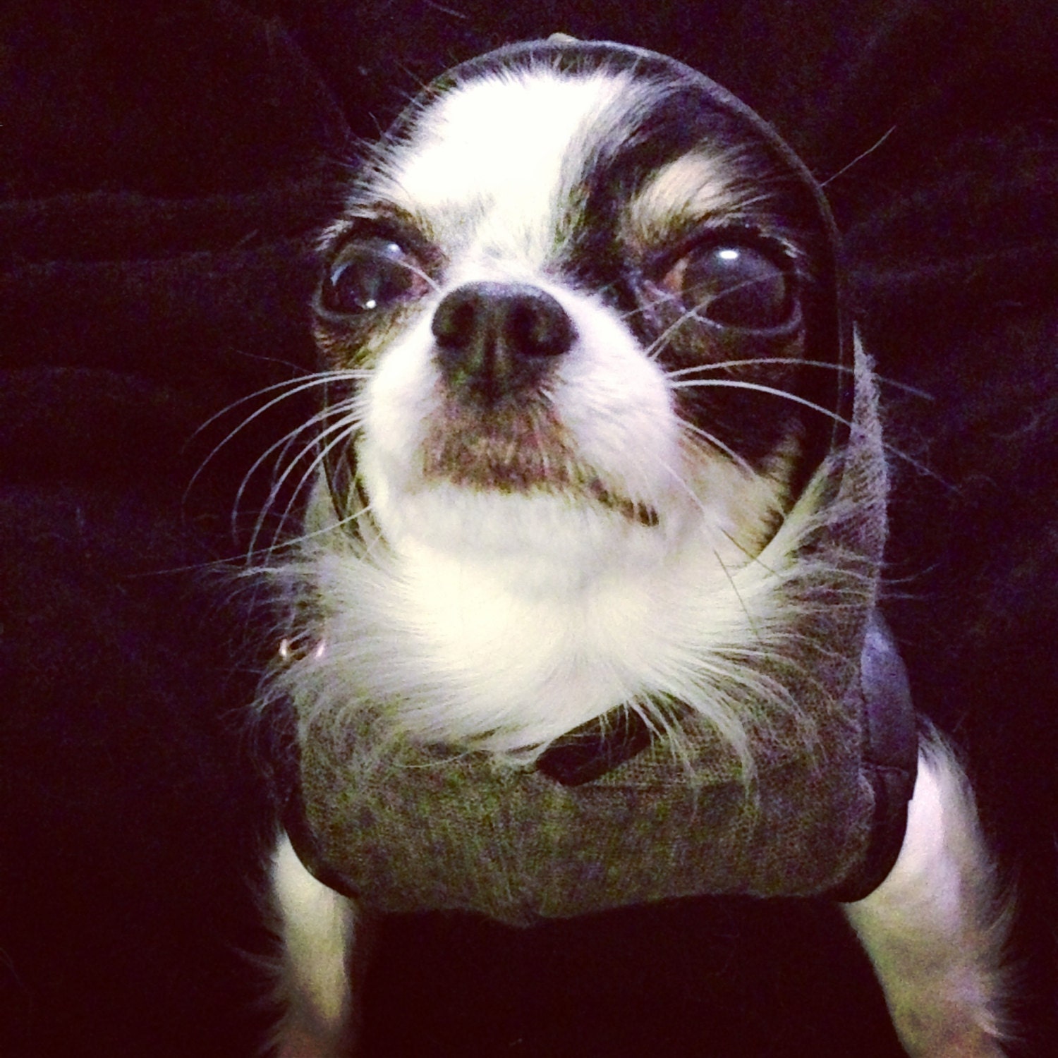 Studded Hoodie in Cashmere with Leather hem by HeartPup