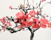 Bonsai Carallina - nature photograph - 8 x 10 photography - LilyShihPhoto