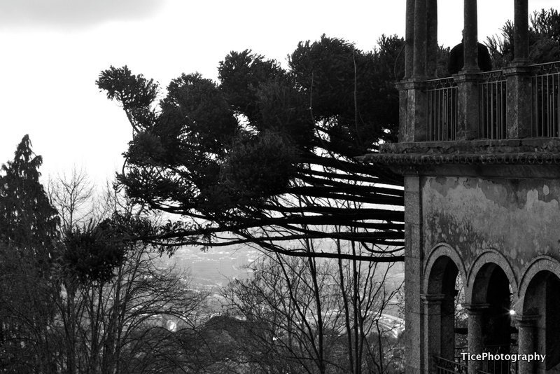 Braga Portugal, 8x10 black and white photograph of trees and cathedral at Bom Jesus, urban photography